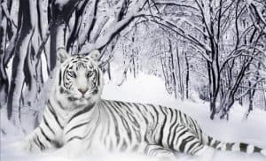 Spoor-van-de-Sneeuwtijger